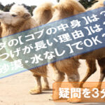 camel's hump-eyelashes-Desert-water