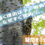 Cicadas-chirp-Lifespan