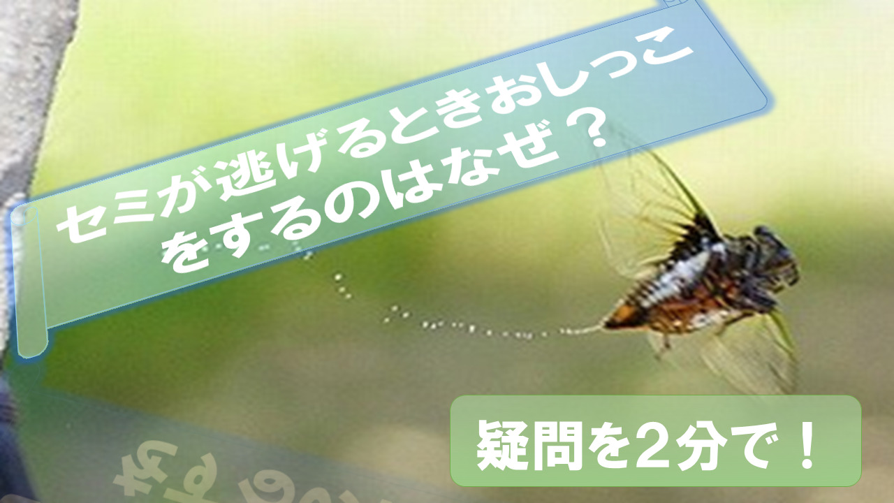 Cicadas-pee-run away