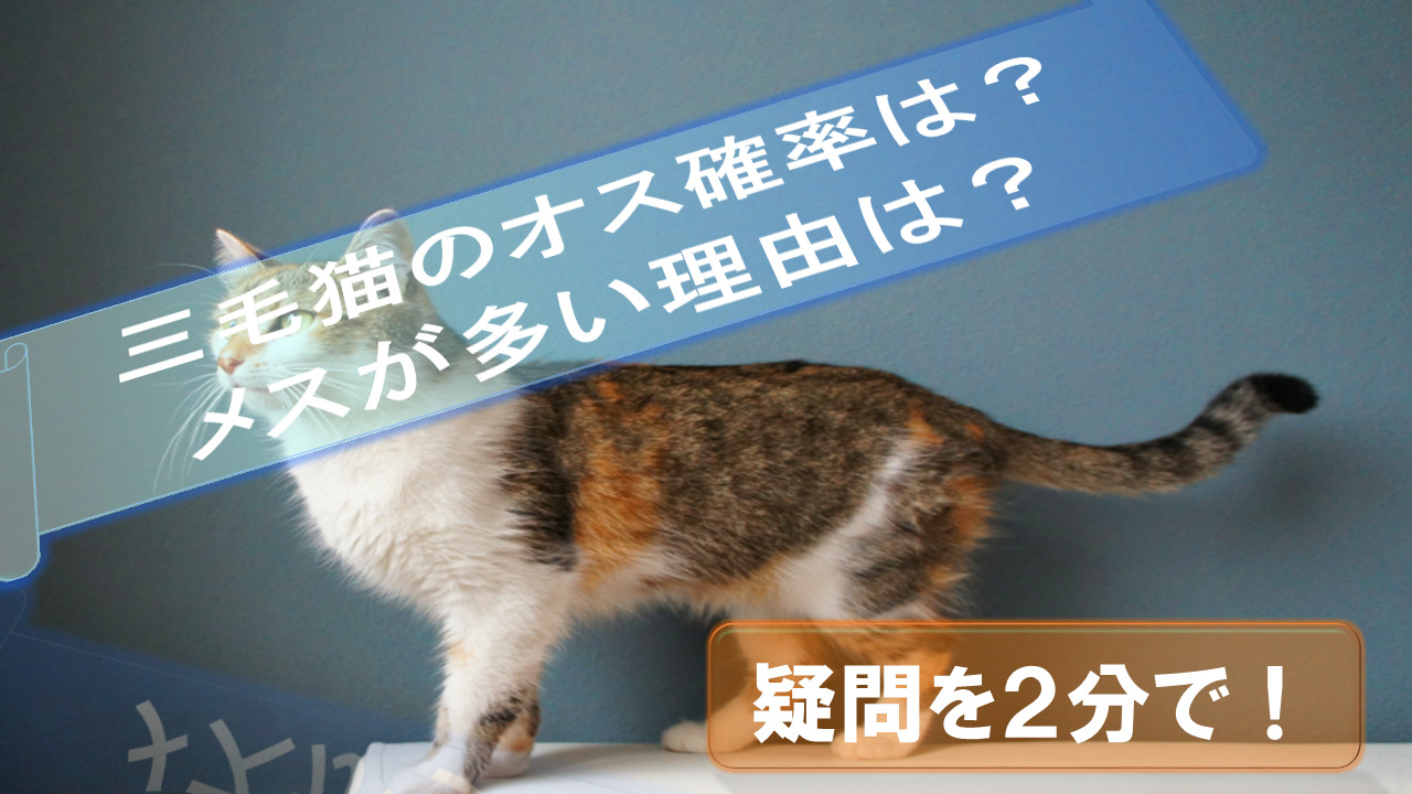 calico cat-probability-male-Why