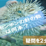 porcupinefish-needles-How