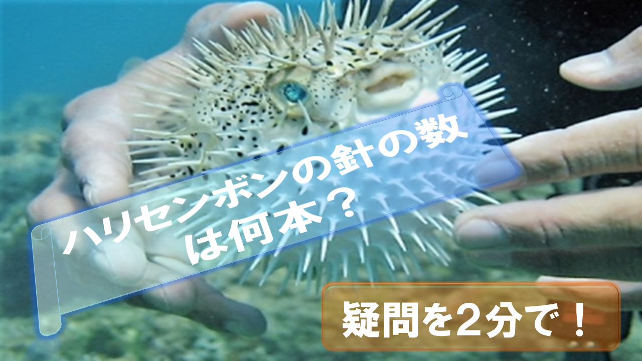 porcupinefish-needles-How