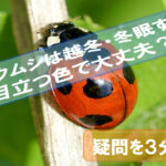 ladybug-overwinter-hibernate-color