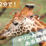 giraffe-horns-Why